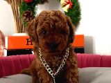 %100 ORJİNAL RED BROWN TOY POODLE YAVRULARIMIZ(GARANTİLİ)