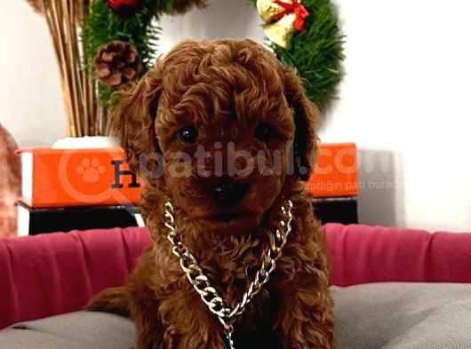 %100 Orji̇nal Red Brown Toy Poodle Yavrularimiz(Garanti̇li̇)