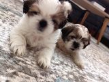Irkının En Güzelii Shih Tzu Bebeklerrr