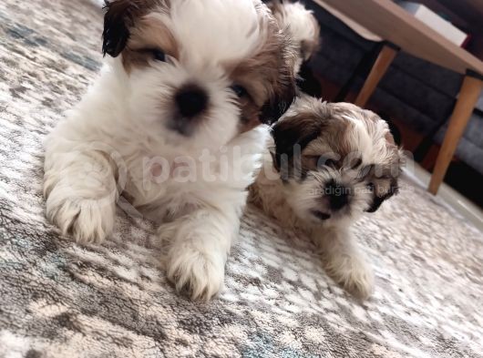 Irkının En Güzelii Shih Tzu Bebeklerrr görsel