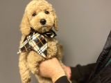 Standart Dev Boy Poodle Bebekler