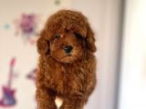 Red Brown Toy Poodle Yavrular