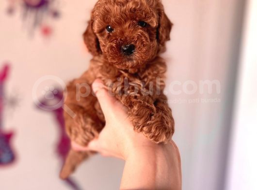 Mini Toy Poodle Yavrular
