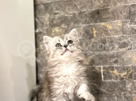 Si̇lver Bri̇ti̇sh Longhai̇r Yavrular görsel