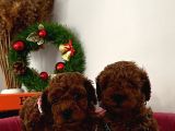 %100 Orji̇nal Red Brown Toy Poodle Yavrularimiz(Garanti̇li̇)