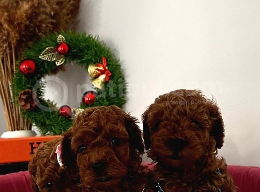 %100 Orji̇nal Red Brown Toy Poodle Yavrularimiz(Garanti̇li̇) görsel
