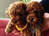 Garanti̇li̇ Dark Red Brown Toy Poodle Muhteşem Bebekleri̇mi̇z