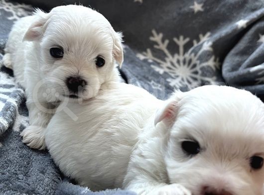 Kar Beyaz Maltese Bebekerim görsel
