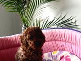 Garanti̇li̇ Dark Red Brown Toy Poodle Muhteşem Bebekleri̇mi̇z