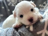 Kar Beyaz Maltese Bebekerim