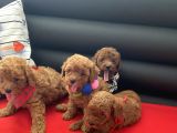 Anne Altından Red Toy Poodle Yavrular