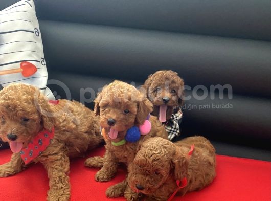 Anne Altından Red Toy Poodle Yavrular görsel