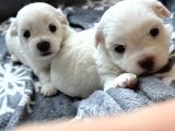 Kar Beyaz Maltese Bebekerim