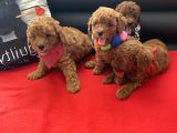 Anne Altından Red Toy Poodle Yavrular