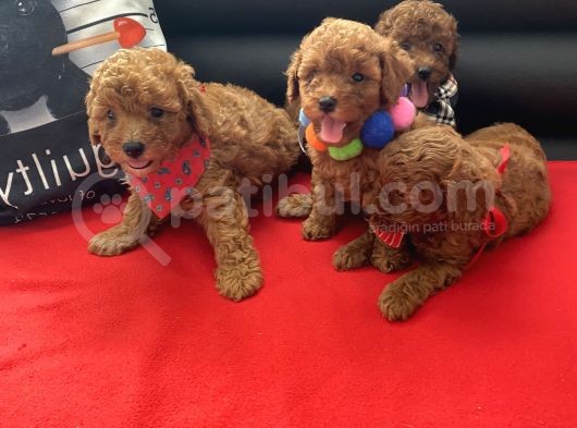 Anne Altından Red Toy Poodle Yavrular