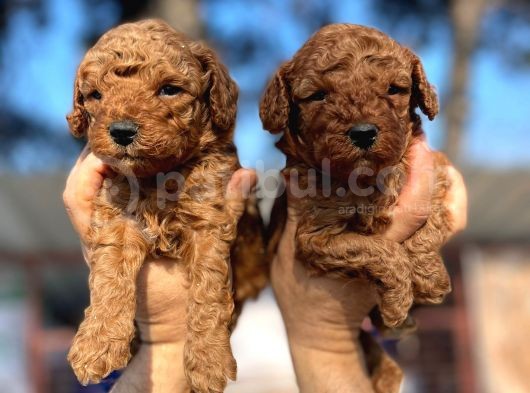 Red Toy Poodle Yavrularımız