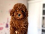 Red BROWN Toy Poodle Yavrular
