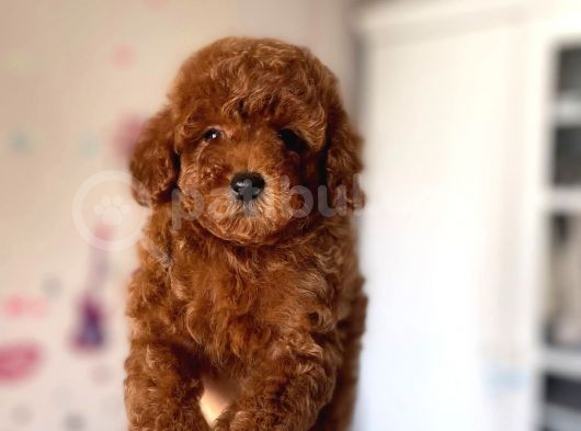 Red Brown Toy Poodle Yavrular