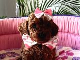 GARANTİLİ DARK RED BROWN TOY POODLE MUHTEŞEM BEBEKLERİMİZ