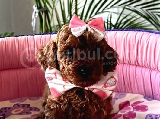 Garanti̇li̇ Dark Red Brown Toy Poodle Muhteşem Bebekleri̇mi̇z