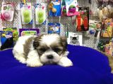 VONALP PET GARANTİLİ SHİH-TZU YAVRULARIMIZ