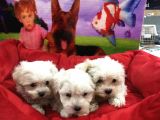 Vonalp Pet Garanti̇li̇ Maltese Terri̇er Yavrularimiz