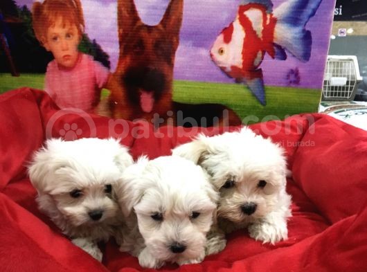 Vonalp Pet Garanti̇li̇ Maltese Terri̇er Yavrularimiz görsel