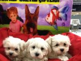 VONALP PET GARANTİLİ MALTESE TERRİER YAVRULARIMIZ