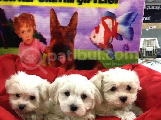 Vonalp Pet Garanti̇li̇ Maltese Terri̇er Yavrularimiz