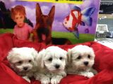 Vonalp Pet Garanti̇li̇ Maltese Terri̇er Yavrularimiz