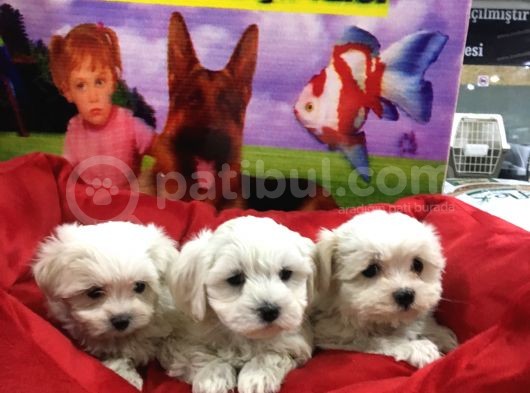 Vonalp Pet Garanti̇li̇ Maltese Terri̇er Yavrularimiz görsel