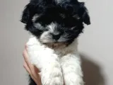Evinizi ısıtacak Maltipoo yavrumuz