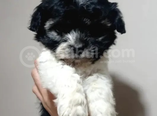 Evinizi Isıtacak Maltipoo Yavrumuz