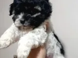 Evinizi Isıtacak Maltipoo Yavrumuz