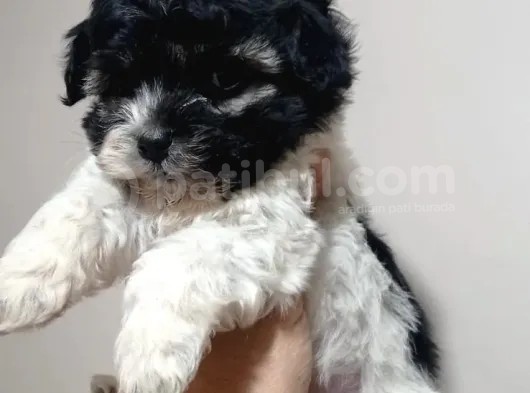 Evinizi Isıtacak Maltipoo Yavrumuz görsel