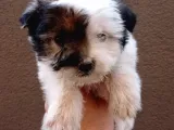 Kahve beyaz Maltipoo bebeklerimiz