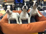 VONALP PET GARANTİLİ FRENCH BULLDOG YAVRULARIMIZ