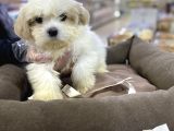Vonalp Pet Garanti̇li̇ Morki̇e Yavrularimiz