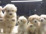 VONALP PET GARANTİLİ MALTİPOO YAVRULARIMIZ