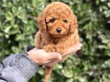 Bi̇r Avuç Mutluluk Baby Face Toy Poodle Yavrularimiz