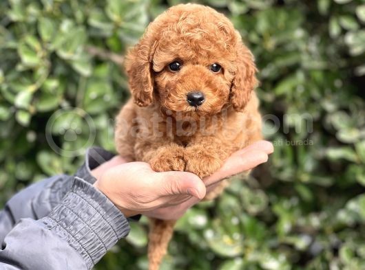 Bi̇r Avuç Mutluluk Baby Face Toy Poodle Yavrularimiz görsel