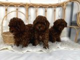 Safkan red brown toy poodle dişi erkek yavrular