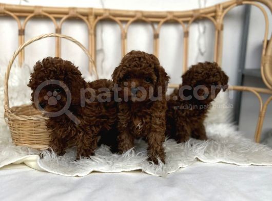 Safkan Red Brown Toy Poodle Dişi Erkek Yavrular