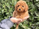 Bi̇r Avuç Mutluluk Baby Face Toy Poodle Yavrularimiz