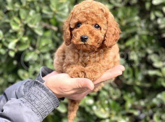 Bi̇r Avuç Mutluluk Baby Face Toy Poodle Yavrularimiz görsel