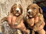Mükemmel Cavapoo Bebeklerimiz