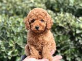 BİR AVUÇ MUTLULUK BABY FACE TOY POODLE YAVRULARIMIZ