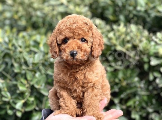 Bi̇r Avuç Mutluluk Baby Face Toy Poodle Yavrularimiz