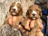 Mükemmel Cavapoo Bebeklerimiz