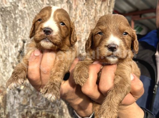 Mükemmel Cavapoo Bebeklerimiz görsel